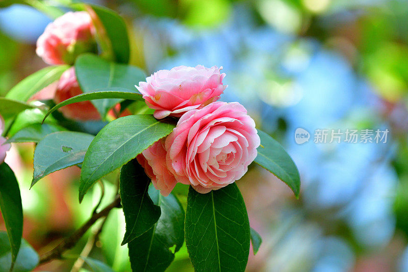 山茶花/日本山茶花花:红色，粉红色和白色